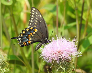 Papilio polyxenes - Black Swallowtail Butterfly - North American Pollinator Insect