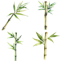 Obraz premium Bamboo growth stages natural habitat botanical illustration tranquil environment aesthetic viewpoint nature's versatility