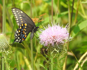 Papilio polyxenes - Black Swallowtail Butterfly - North American Pollinator Insect