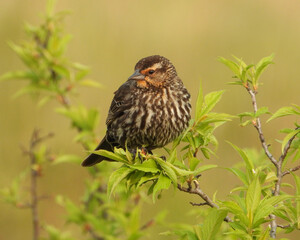 Red-winged Blackbird - Agelaius phoeniceus - North American Bird