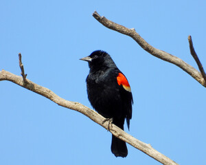 Red-winged Blackbird - Agelaius phoeniceus - North American Bird