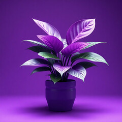 Vibrant purple houseplant, Large tropical leaves, Lush foliage, Violet ceramic pot, Monochromatic purple background, Studio lighting, High contrast