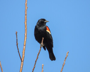 Red-winged Blackbird - Agelaius phoeniceus - North American Bird