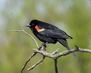Red-winged Blackbird - Agelaius phoeniceus - North American Bird