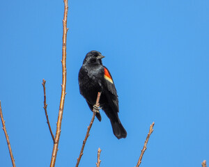 Red-winged Blackbird - Agelaius phoeniceus - North American Bird