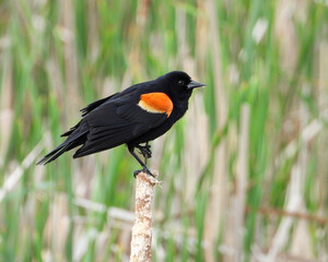 Red-winged Blackbird - Agelaius phoeniceus - North American Bird