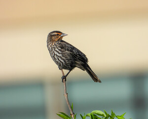 Red-winged Blackbird - Agelaius phoeniceus - North American Bird
