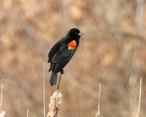 Red-winged Blackbird - Agelaius phoeniceus - North American Bird