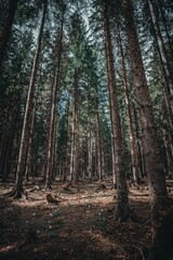 Naklejka premium Serene forest with tall pine trees and sunlight.