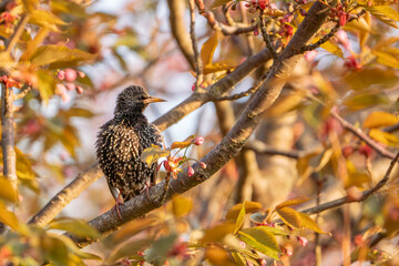 bird on a branch