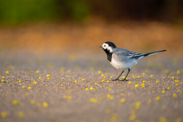 sparrow on a grass