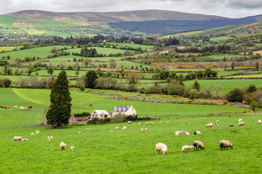 Picturesque scene of Irish pastures and hills, with grazing sheep, ancient stone walls, and a cozy cottage nestled amidst the greenery