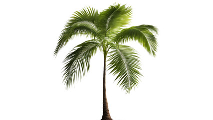 Tropical Palm Tree Perfectly Isolated on White Background for Creative Tropical Decor