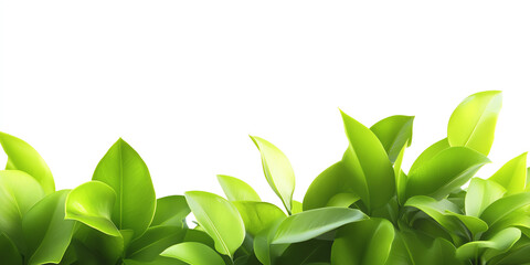 Obraz premium Lush green leaves elegantly arranged against a white background, symbolizing nature and tranquility.