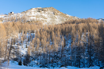snowy forest, Italy