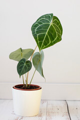 Fototapeta premium Rare anthurium crystallinum house plant in a white ceramic pot. Beautiful big green leaves with bright veins.