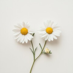 Obraz premium Two Daisies with Yellow Centers on White Background
