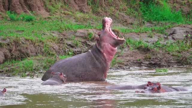Hippopotamus yawning in a river surrounded by other Hippos at the Maasai Mara, Kenya. 4k slow-motion video.