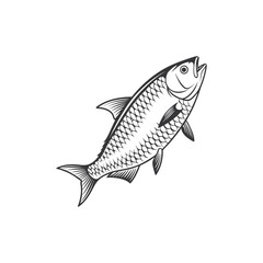 Skipjack shad alosa chrysochloris, fish from North America vector illustration