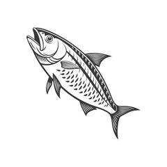 Skipjack shad alosa chrysochloris, fish from North America vector illustration