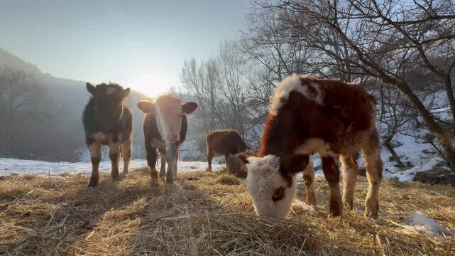 Hereford cows and calves grazing on hay in a snowy pasture in Almaty, Kazakhstan. Depicts rural life, winter farming, and livestock in a natural environment.