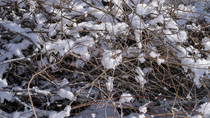 Ice crystals on branches. Large ice crystals shine reflecting sunlight surrounded by fluffy sparkling crystalline frost on a clear frosty winter day. Snowy nature close-up.