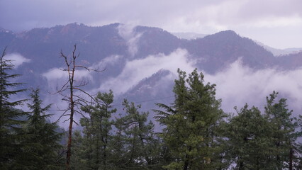 Naklejka premium Landscape Mountains Trees Snow