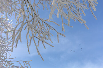 Winter gefrorene Äste