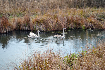 Swans on the river in winter