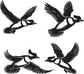 bufflehead vector illustration, flying bufflehead poses, black and white bufflehead illustration