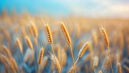 Fototapeta premium Golden Wheat Fields at Sunset