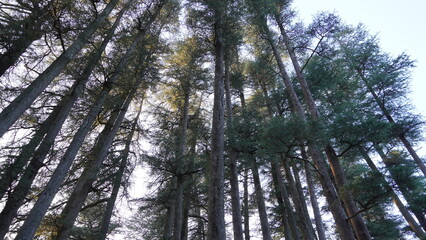 Landscape Mountains Trees Snow