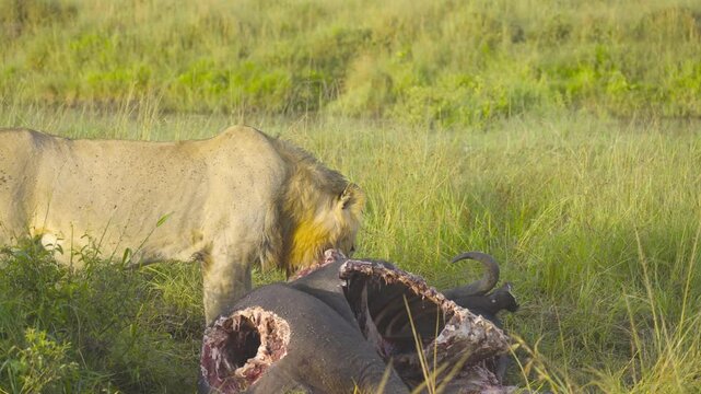 Male Lion Eating a dead African Buffalo at the Maasai Mara, Kenya. 4k slow-motion video.