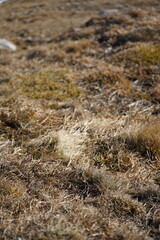 dry grass in mountain