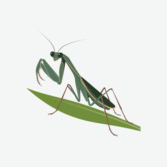 A vector illustration of a mantis icon on a white background
