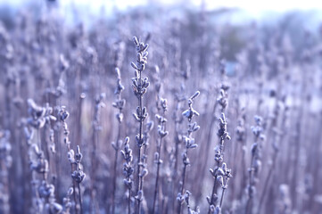 Heavy frost on lavender buds and stem on a cold, foggy winter morning.  