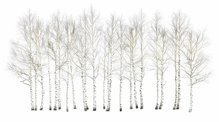 Fototapeta premium White birch tree with bare branches on a white isolated background. Runewood. Illustration