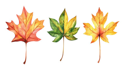 Fototapeta premium Watercolor leaves collection nature artwork white space artistic view organic inspiration, transparent background