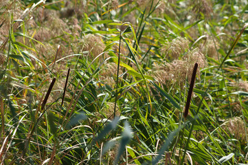 Closeup of common reed leaves and seeds with selective focus on foreground