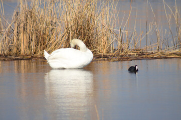Closeup of white swan cleaning its feathers on ripped lake with brown seed on background