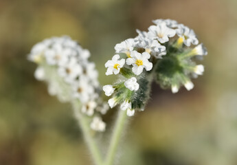 Fototapeta premium wild plants and flowers. photos of wild plants with white flowers.