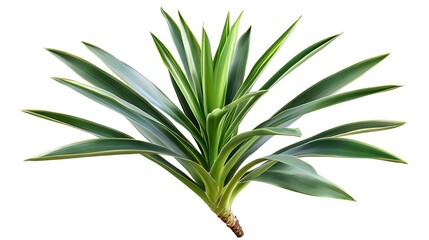 Fototapeta premium Verdant Yucca Succulent Houseplant Vibrant Foliage Botanical Decor