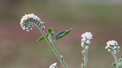 wild plants and flowers. photos of wild plants with white flowers.