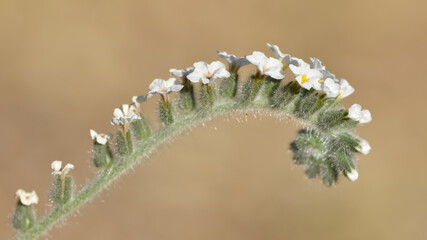 wild plants and flowers. photos of wild plants with white flowers.