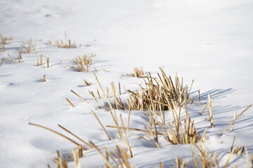 reeds in the snow