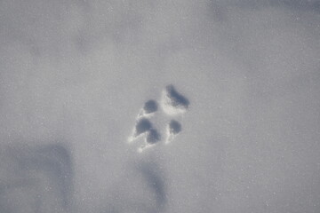 footprint in snow