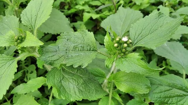 Green plants Ageratum conyzoides billygoat weed goatweed whiteweed mentrasto flowers