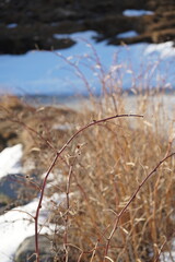 grass in the snow