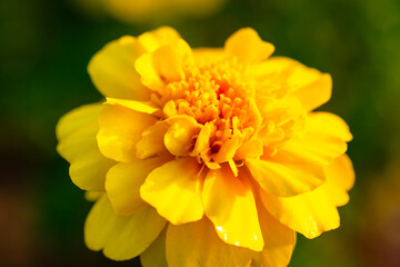 Close-up view showcasing the intricate details of a chrysanthemum's petals