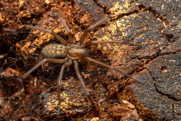 Giant House Spider - Eratigena duellica, large brown funnel weaver spider from European woodlands and gardens, Zlin, Czech Republic.